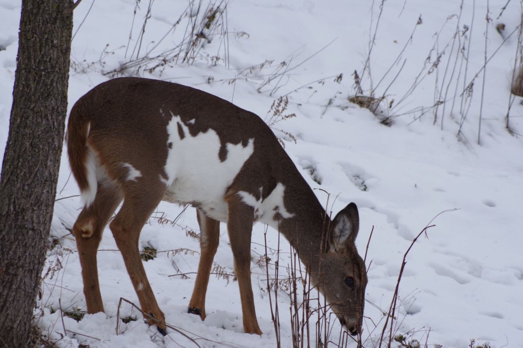 Piebald 2 upload size.JPG