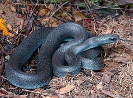 Black Racer, Adams Co., OH John Howard 4.jpg